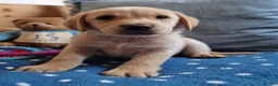 Springador dogs for sale: Wonderful Springador Puppies  - Advert 15