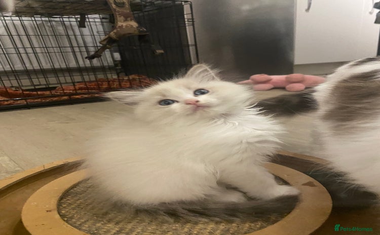 Ragdoll cats - Advert 1