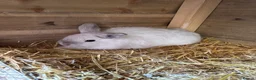 Mini Lop rabbits for sale: Two male mini lops in Shildon - Advert 2