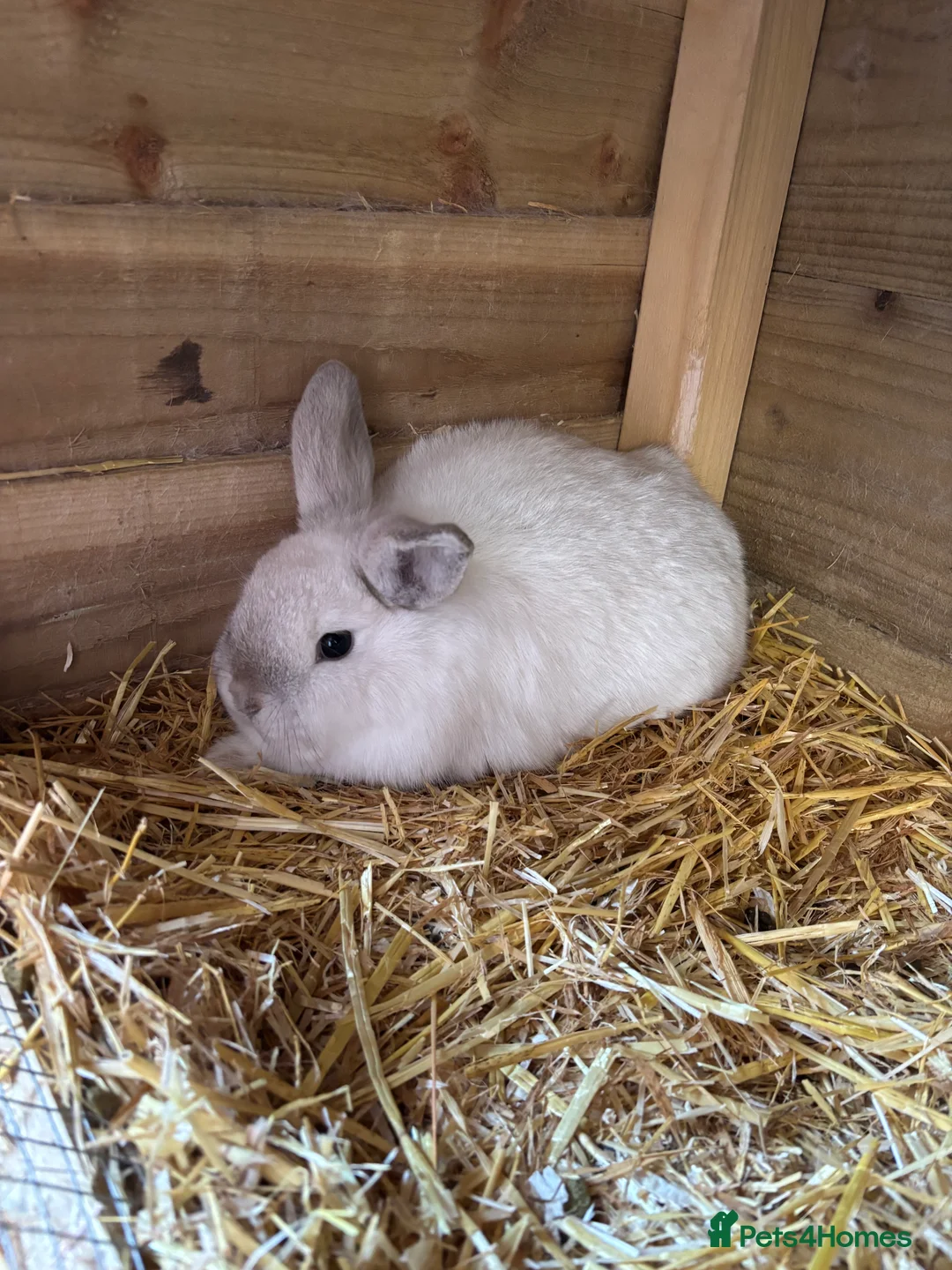 Mini Lop rabbits for sale: Two male mini lops in Shildon - Advert 2