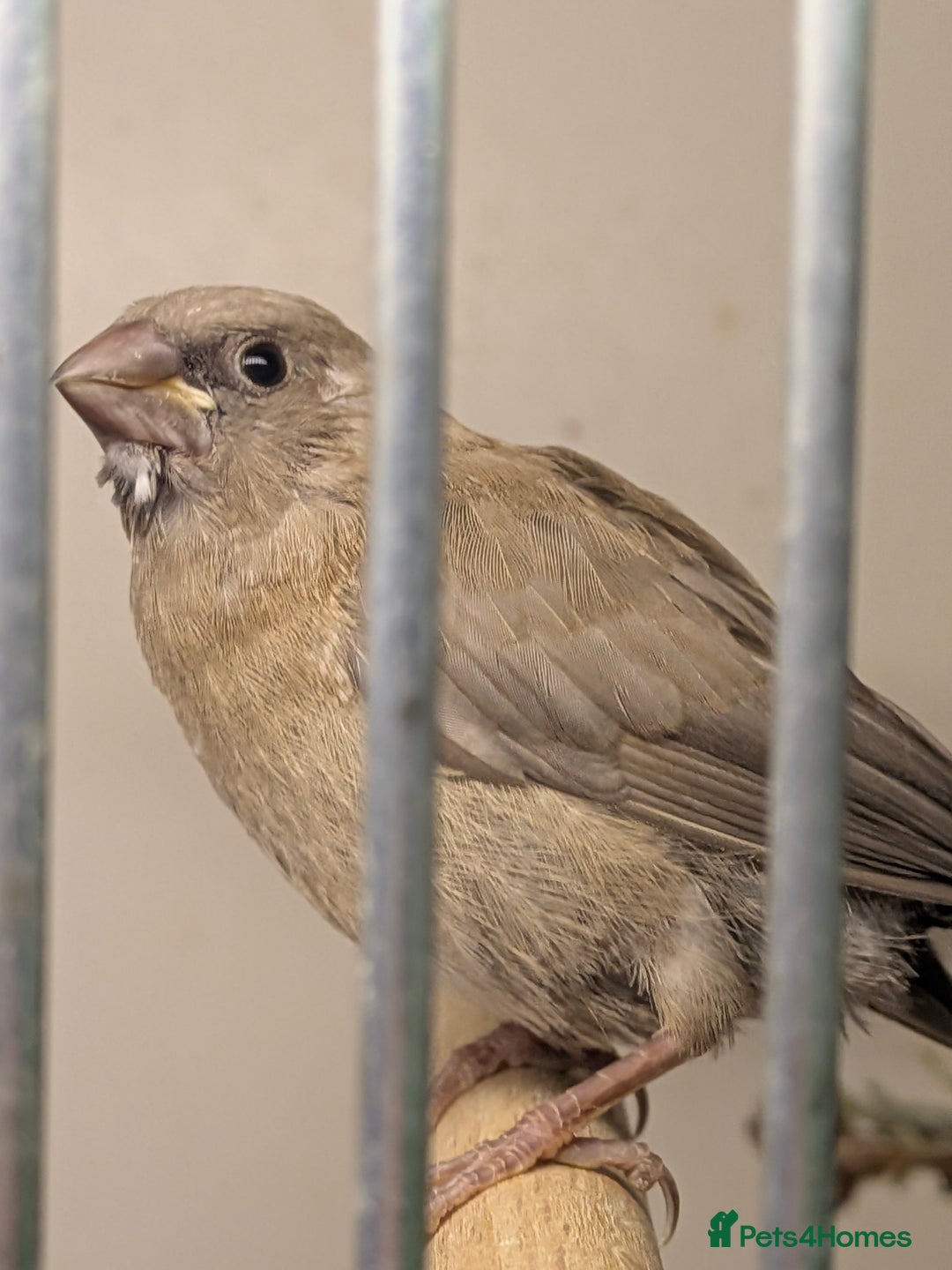 Finches birds for sale: Mixed Society finches - Advert 8