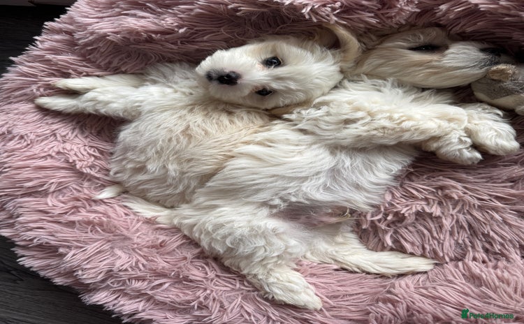 Bichon Frise dogs - Advert 4