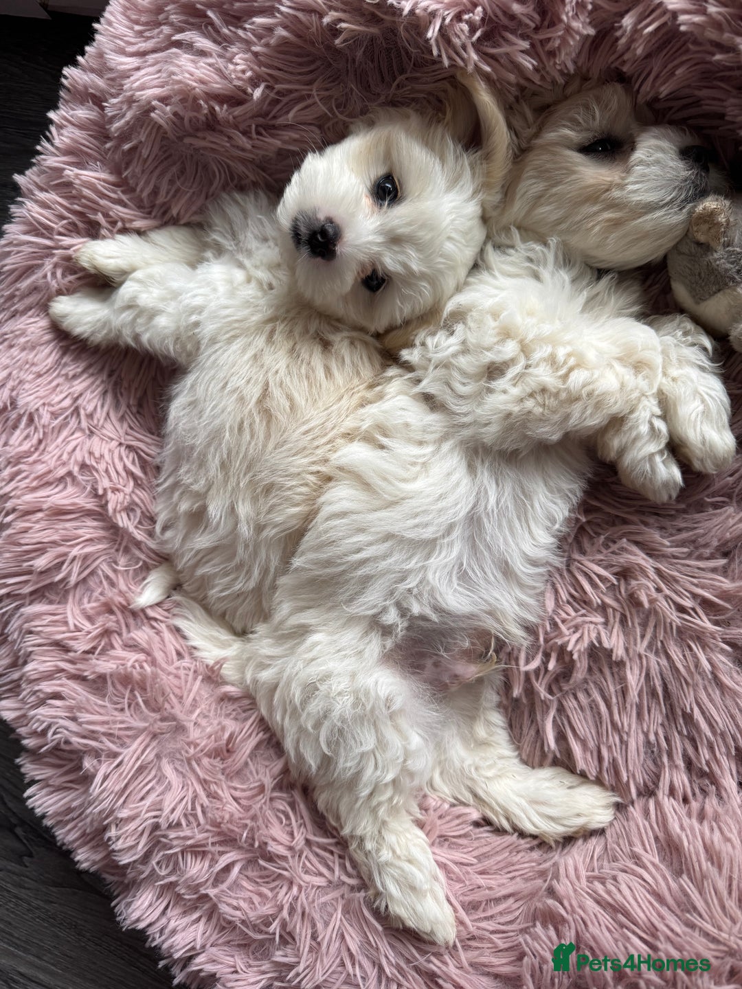 Bichon Frise dogs for sale: One little girl and boy are looking for a family🤍 - Image 1