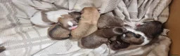 Pomeranian dogs for sale: 🐾🌟 Beautiful and Unique Pomeranian Puppies 🌟🐾 - Advert 2