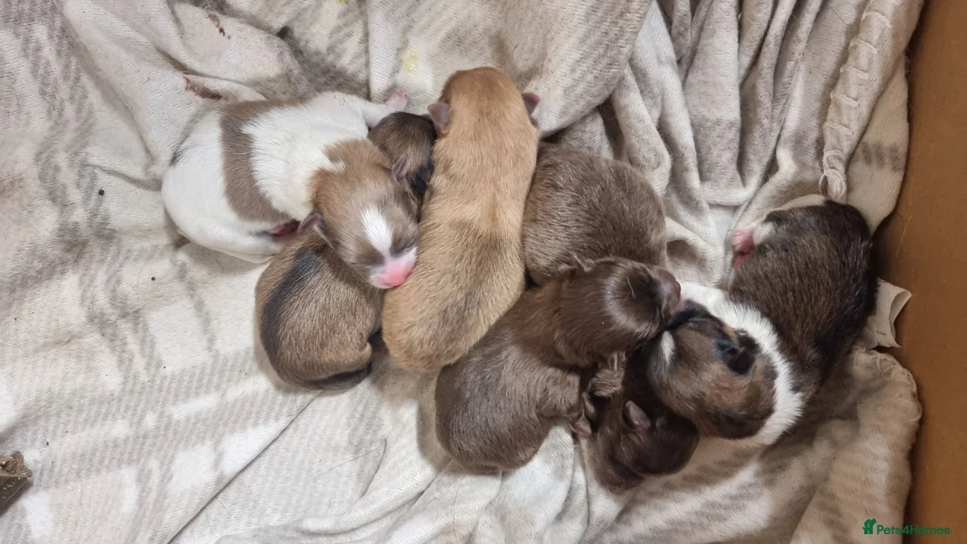 Pomeranian dogs for sale: 🐾🌟 Beautiful and Unique Pomeranian Puppies 🌟🐾 - Advert 2