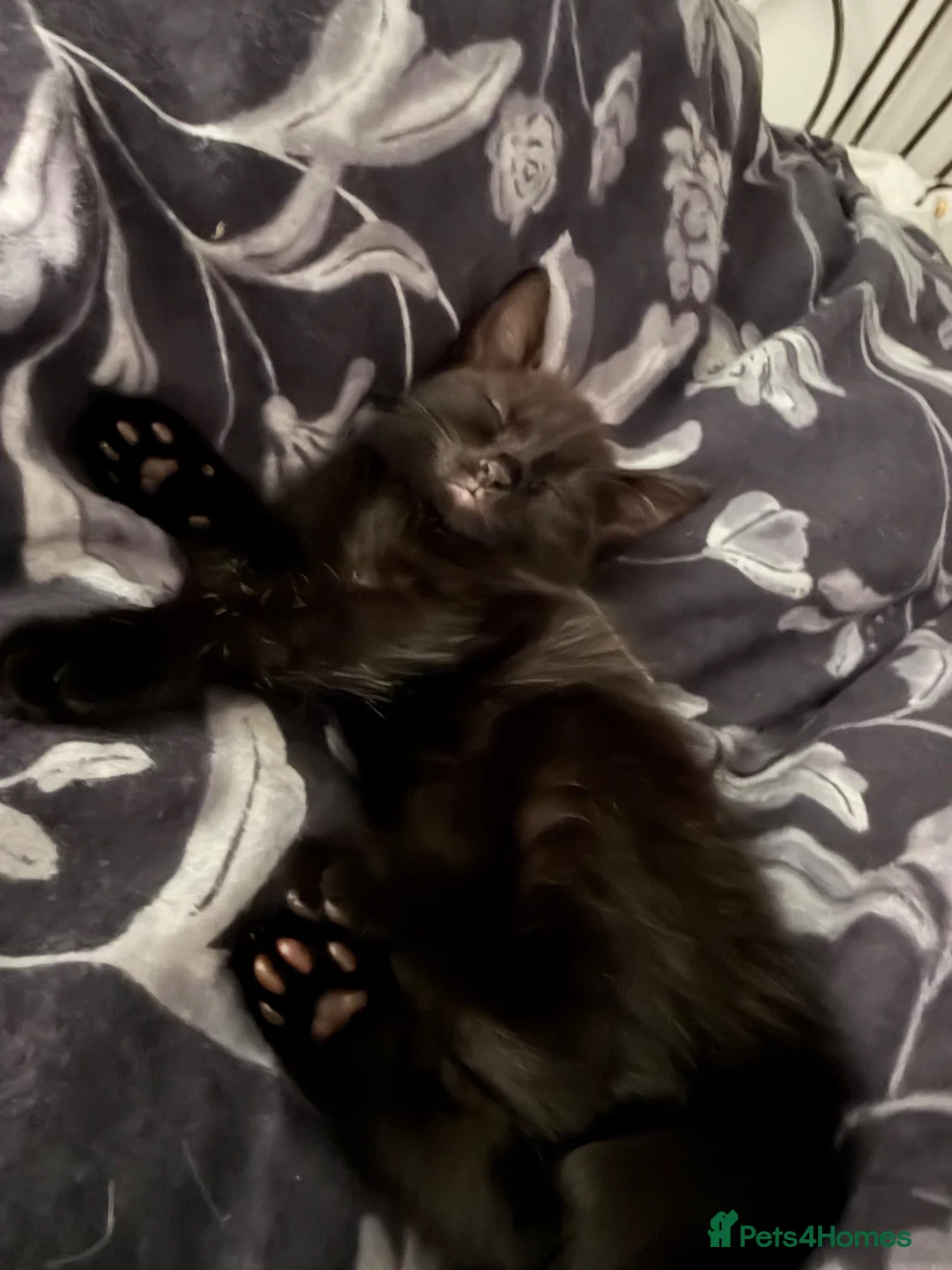 Mixed Breed cats for sale: Beautiful kittens for sale!  - Advert 2