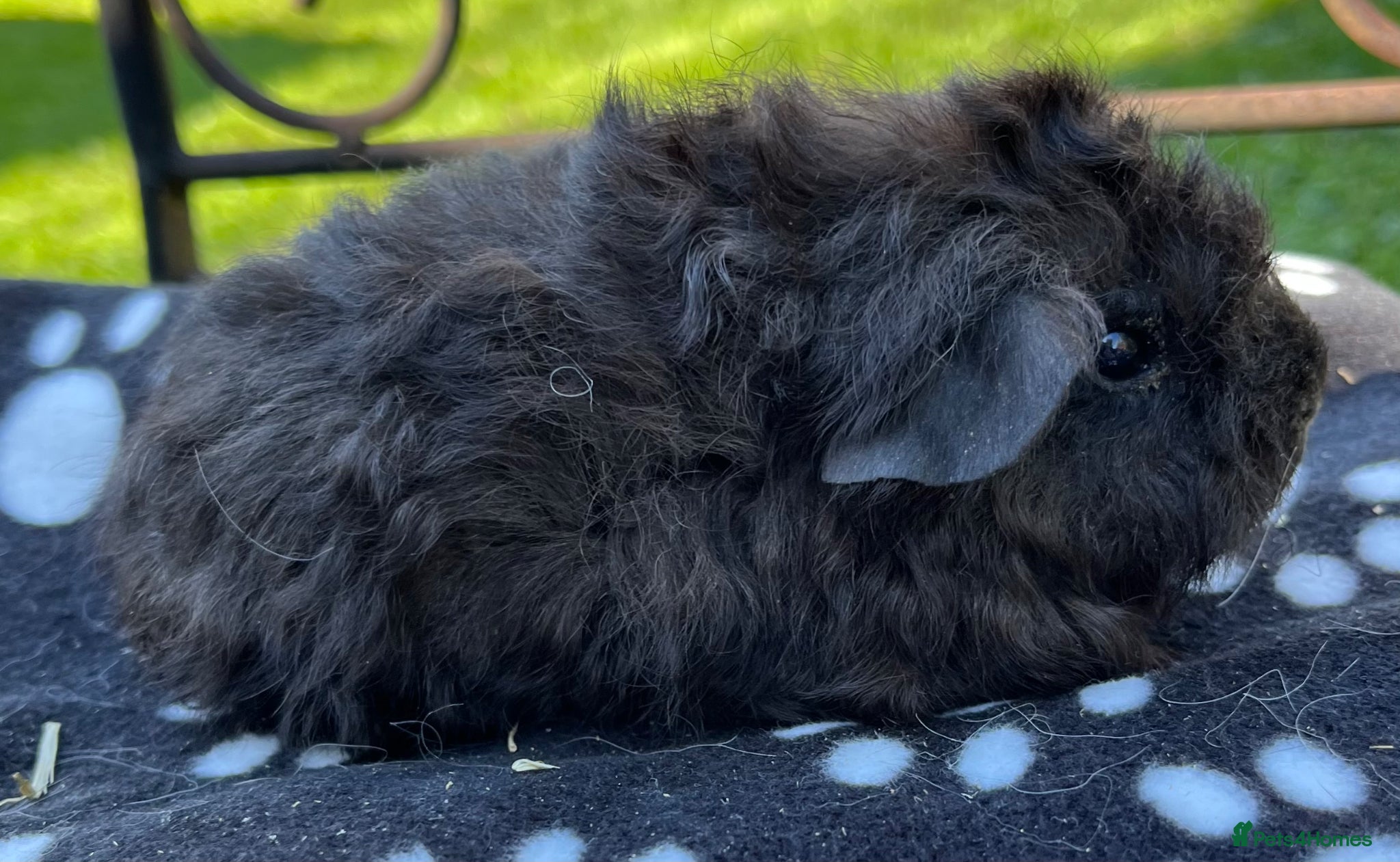 Guinea Pig rodents Guinea pigs Sheltie and Texel.  - Advert 1