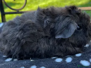 Guinea Pig rodents Guinea pigs Sheltie and Texel. - Advert 1