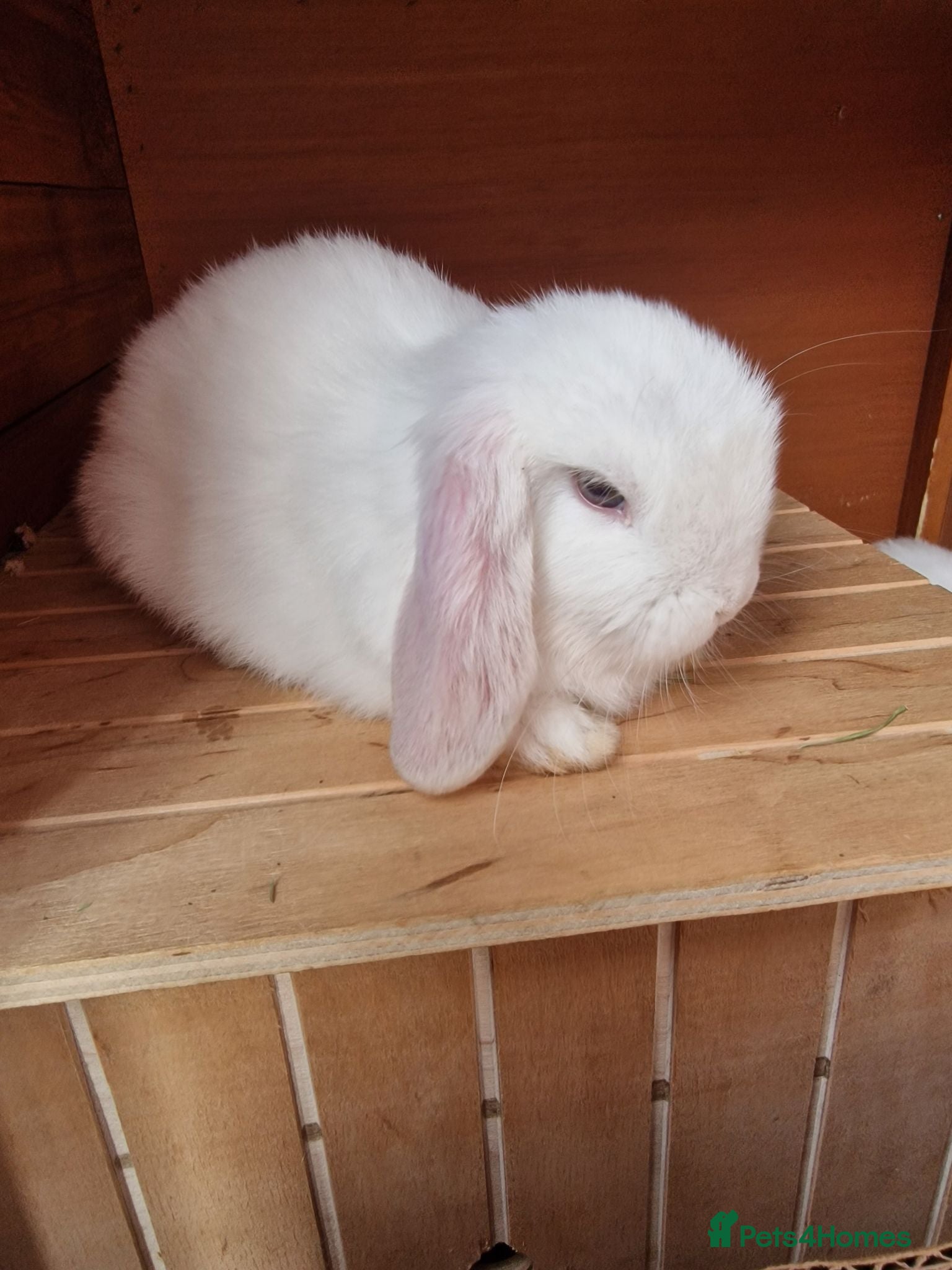 Mini Lop rabbits 🩵🤍 7 Weeks Blue Otter Split & Broken White🤍🩵 - Advert 2