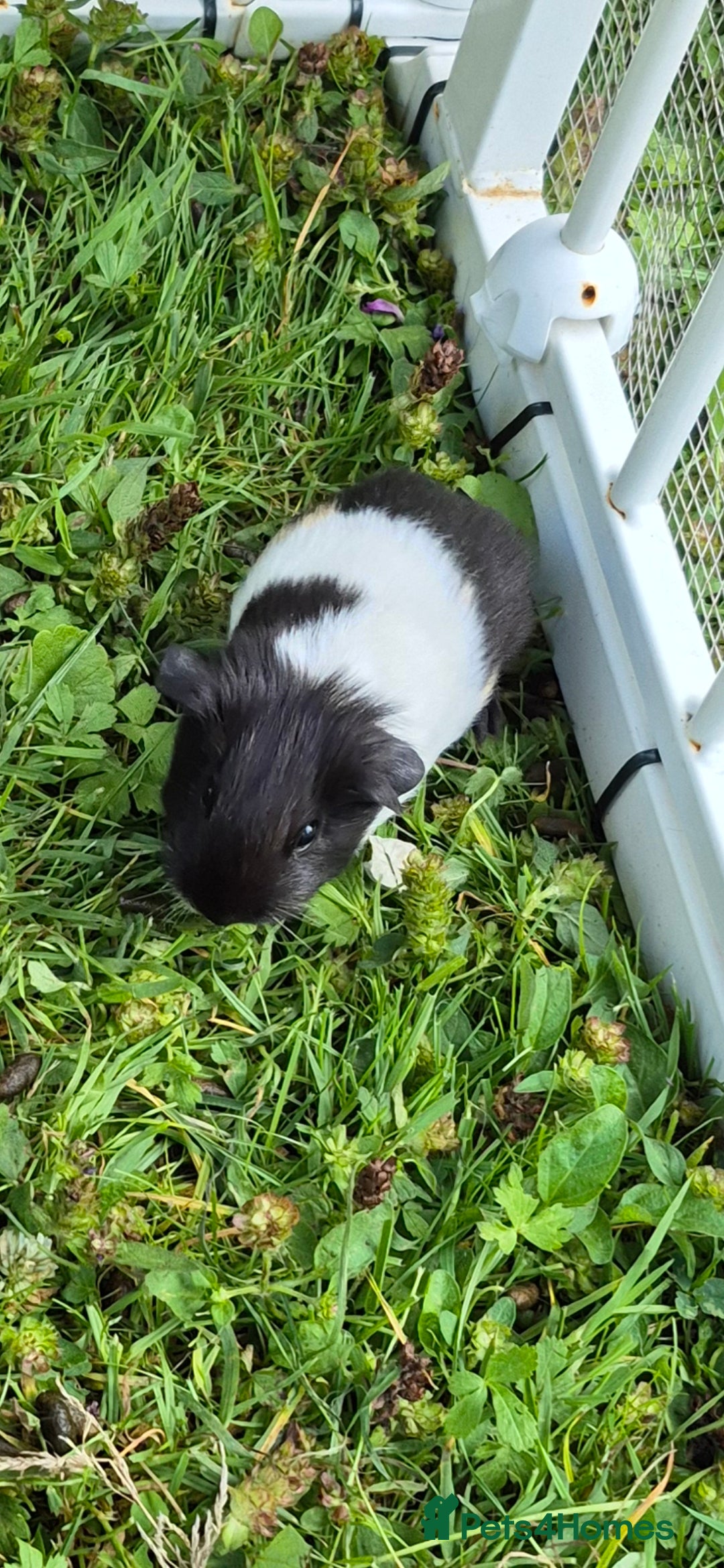 Guinea Pig rodents for sale: Adorable boy baby guinea pigs - Image 5