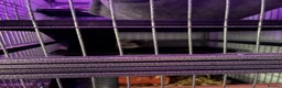 Chinchilla rodents for sale: Two Sweet Male Grey Chinchillas lookin for New Hom in Cardiff - Advert 6