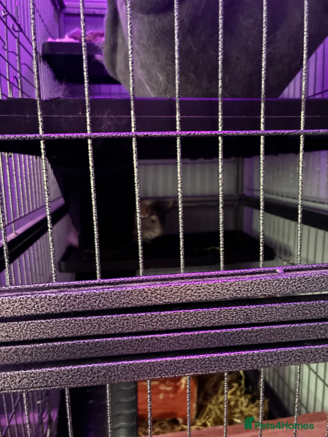 Chinchilla rodents for sale: Two Sweet Male Grey Chinchillas lookin for New Hom in Cardiff - Advert 6