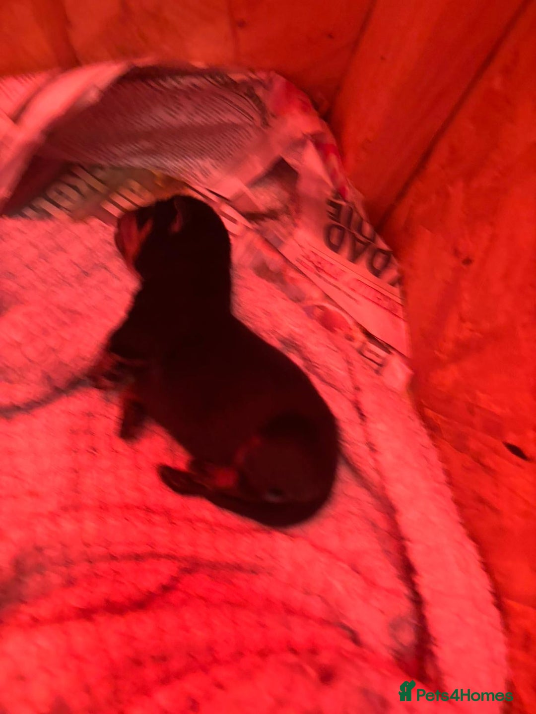 Rottweiler dogs for sale: Pedigree German chunky Rottweiler puppies  - Image 16