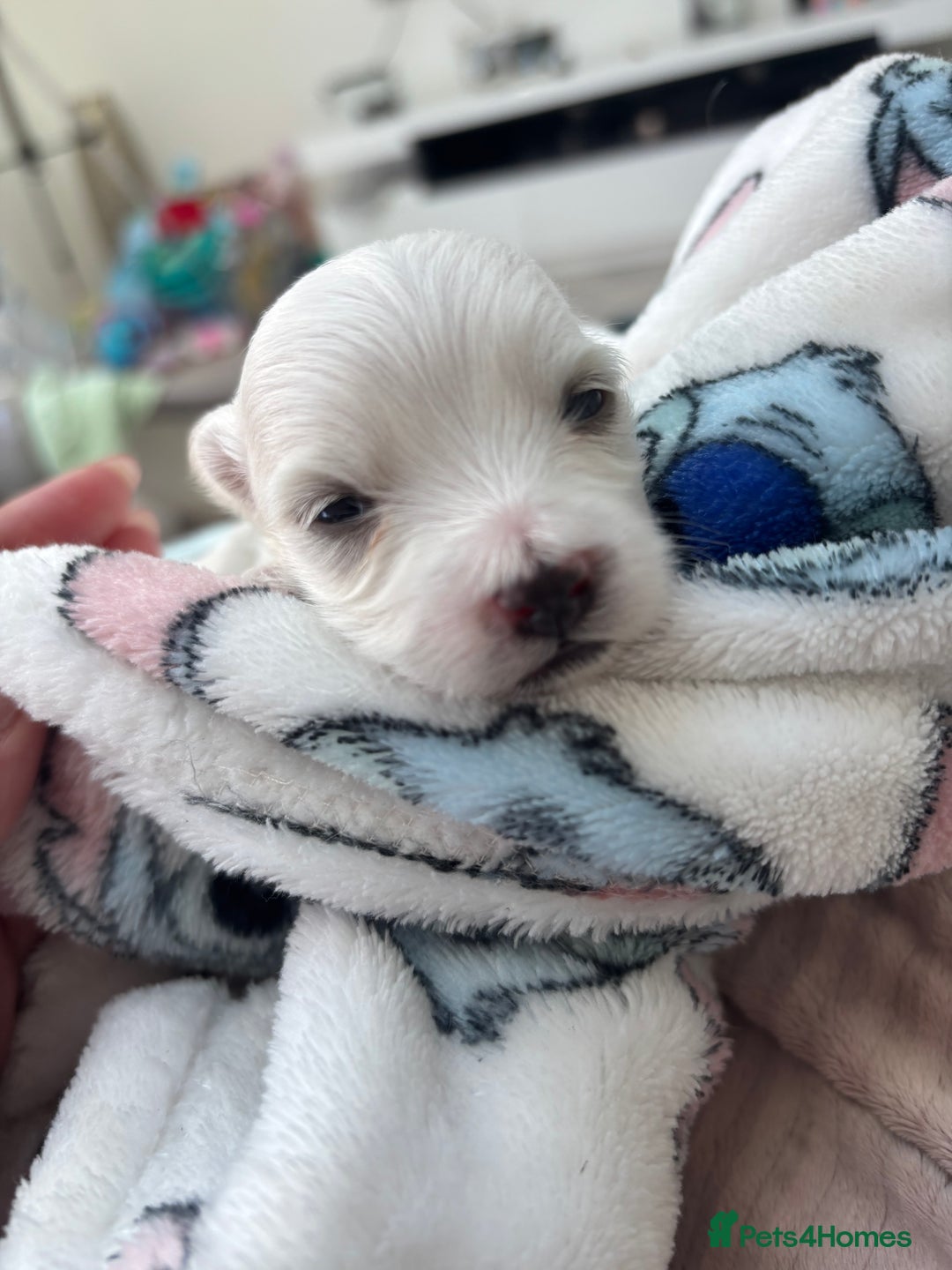Maltese dogs for sale: Beautiful Maltese puppies for sale - Image 8