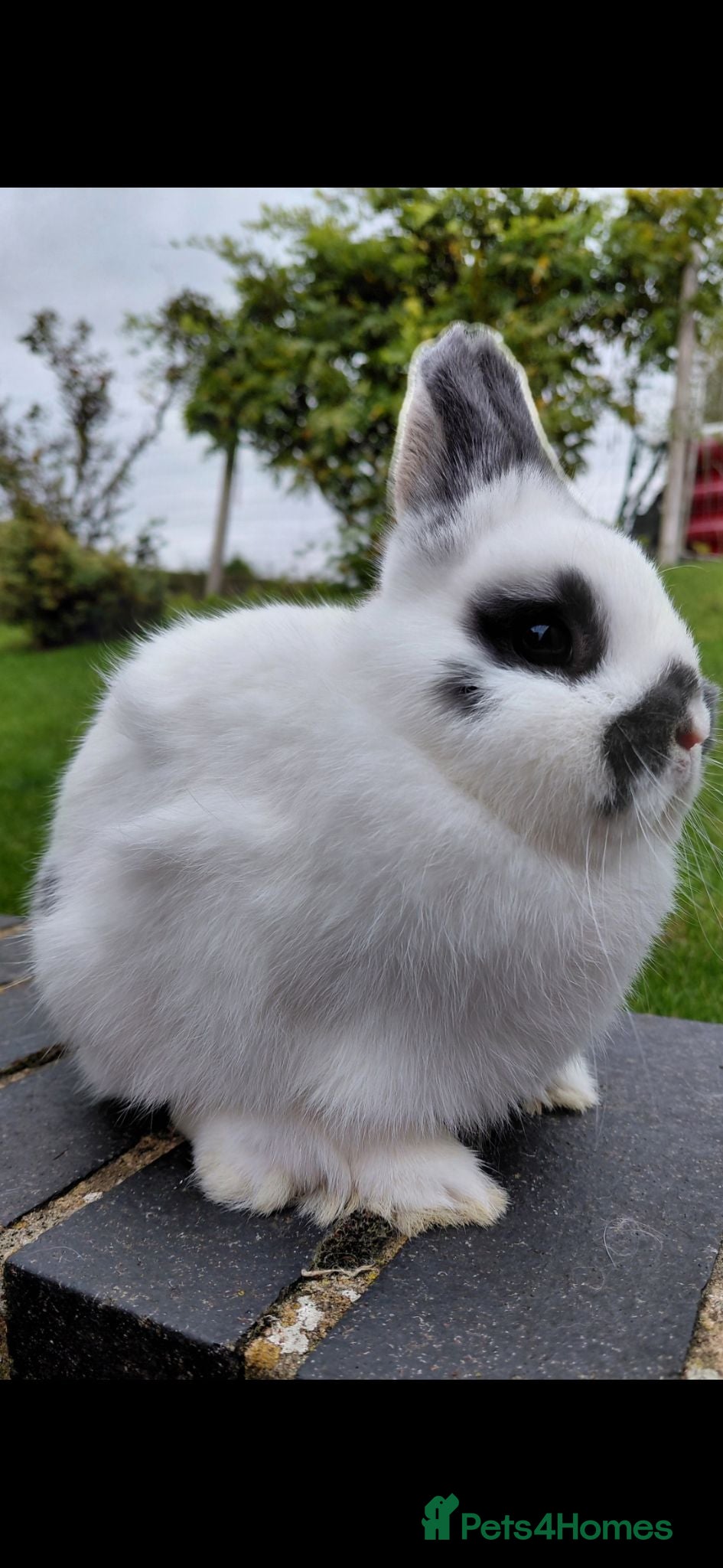 Netherland Dwarf rabbits Netherland dwarf pure bred adult doe's  - Advert 10