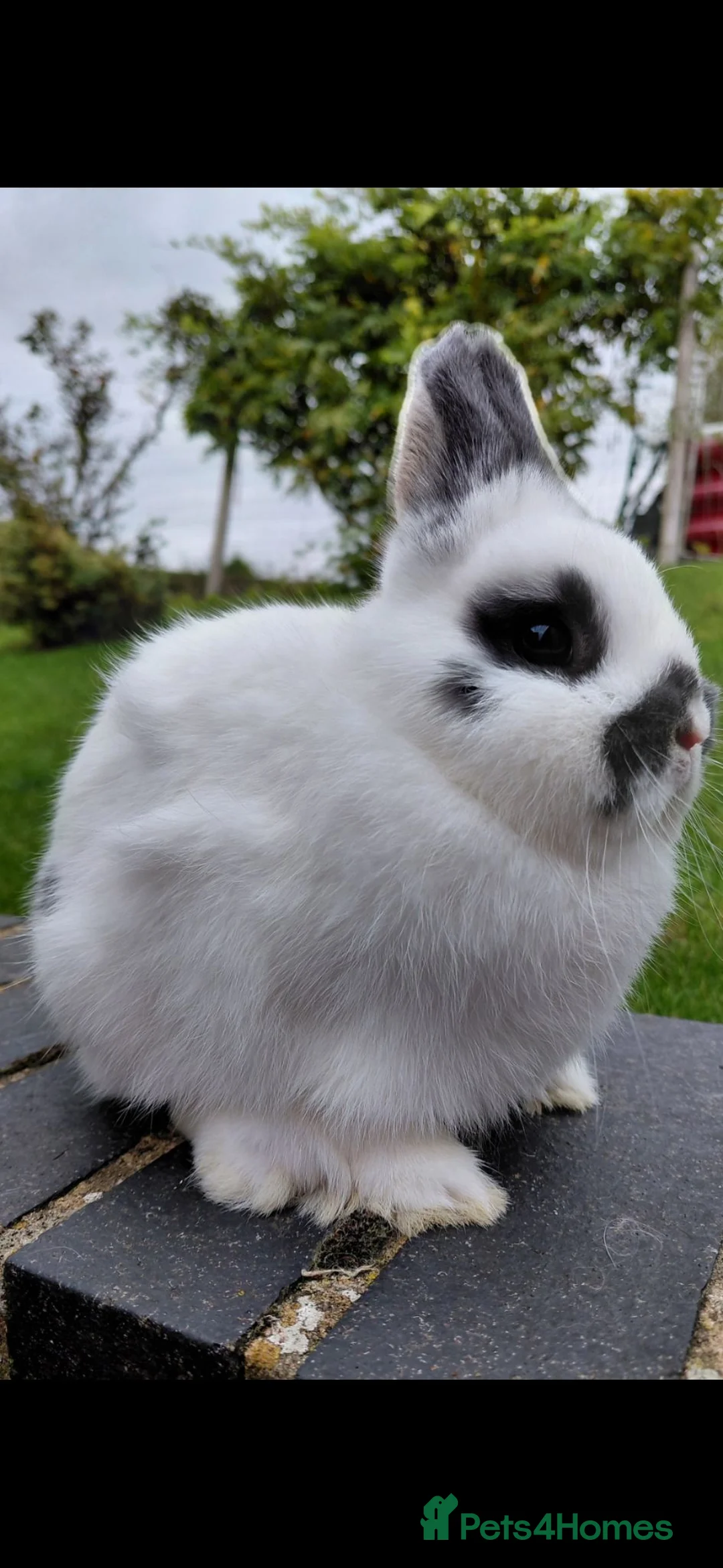 Netherland Dwarf rabbits for sale: Netherland dwarf pure bred youngsters  - Advert 9
