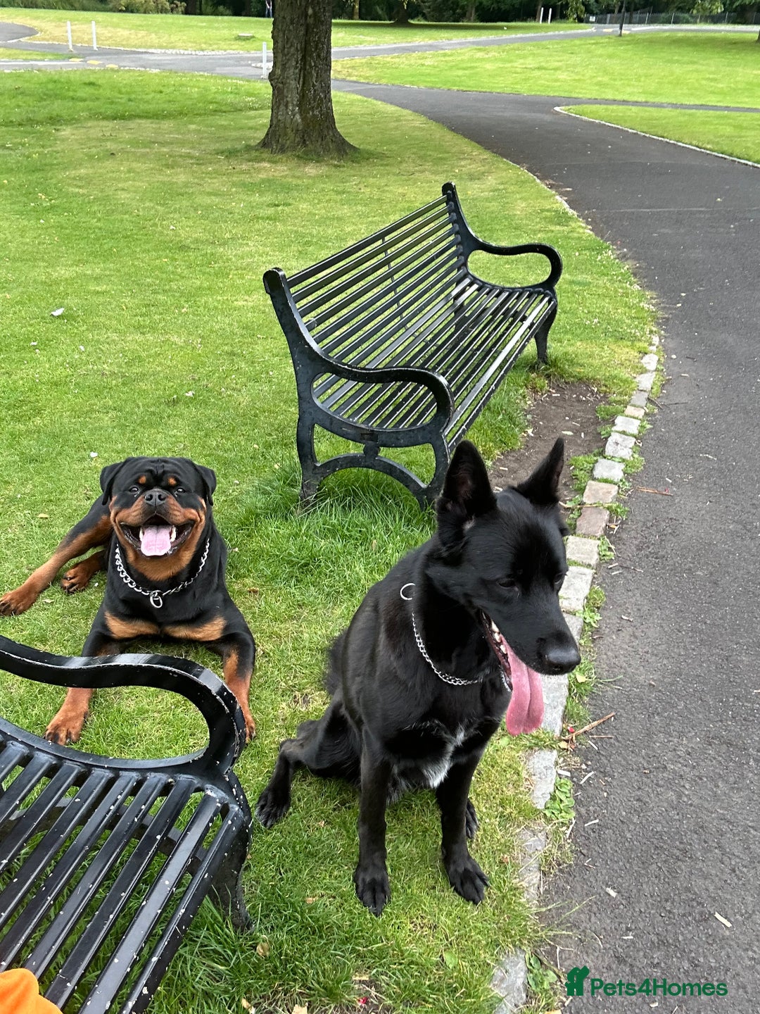 Rottweiler dogs for stud: Rottweiler for stud - Advert 8