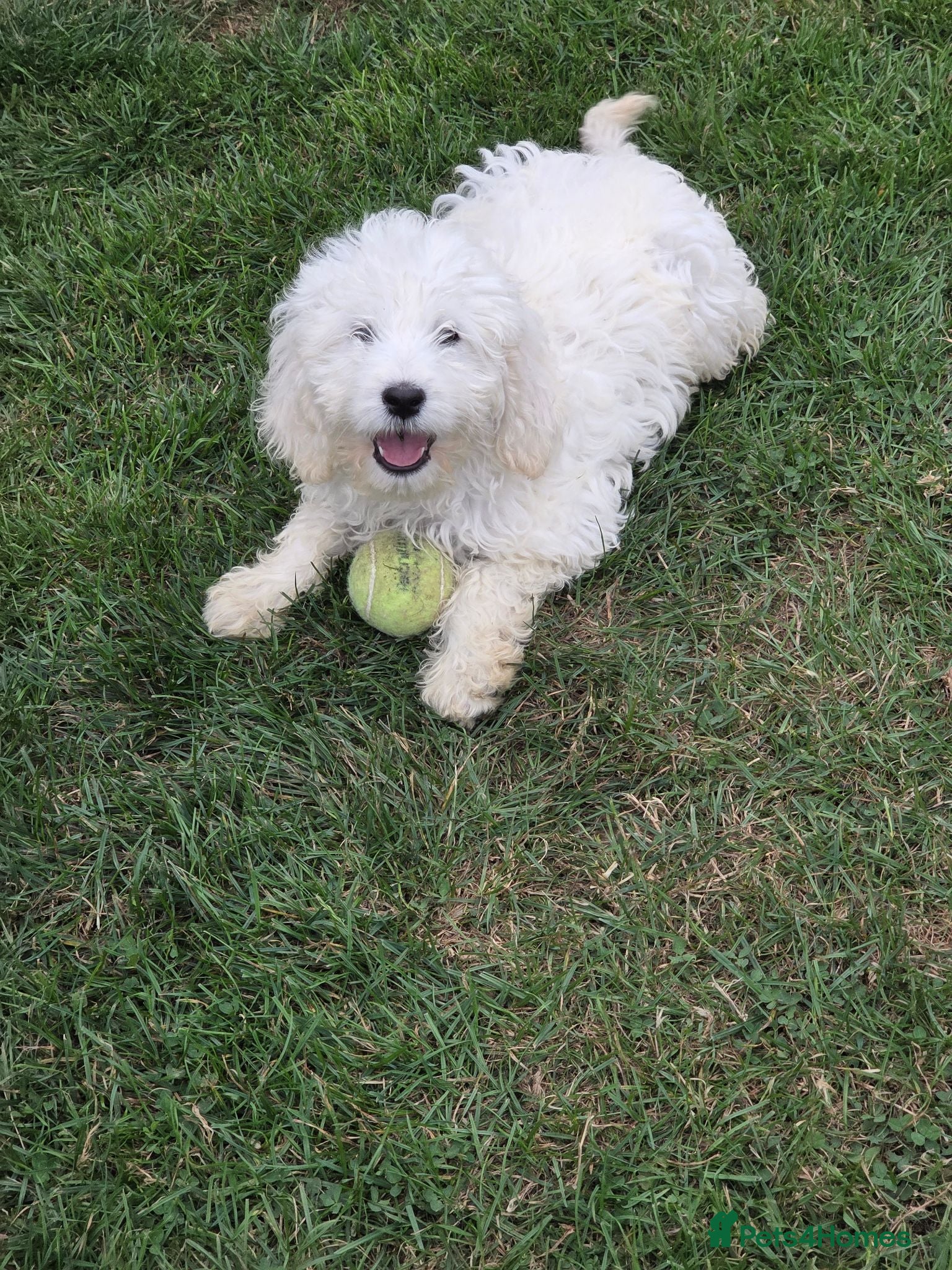 Mini Goldendoodle dogs Adorable goldedoodles  - Advert 1