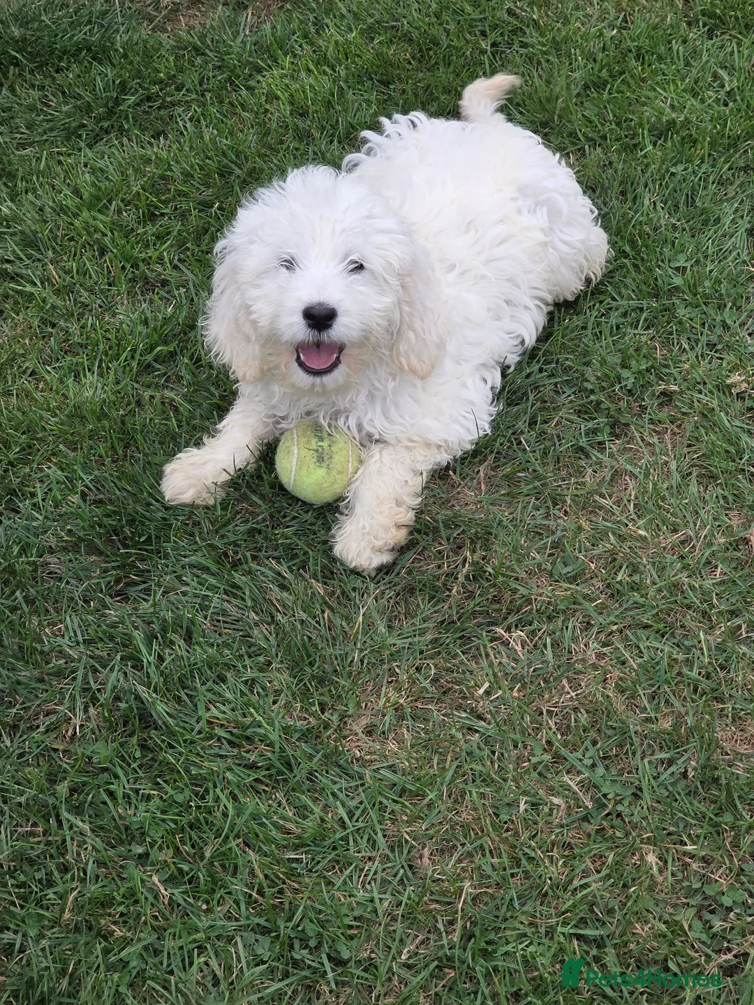 Mini Goldendoodle dogs for sale: Adorable goldedoodles  - Advert 1