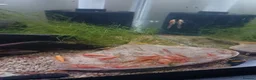 Plecos fish for sale: Super red plecos, shrimp, tetra and more. - Advert 4