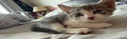 Mixed Breed cats for sale: Beautiful Bengal x Domestic Short Hair Kittens 🐾 - Advert 27