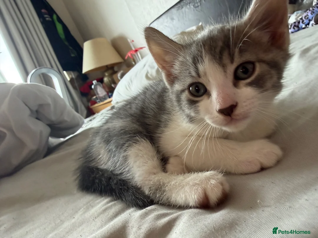 Mixed Breed cats for sale: Beautiful Bengal x Domestic Short Hair Kittens 🐾 - Advert 27