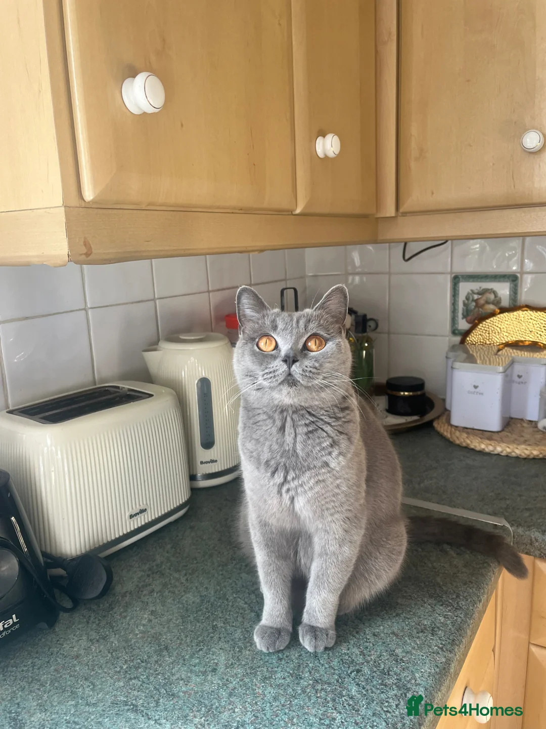 British Shorthair cats for sale: Mixed colour British short hair  - Advert 9