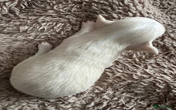 Chihuahua dogs for sale: 3 beautiful long haired Chihuahuas  - Image 8