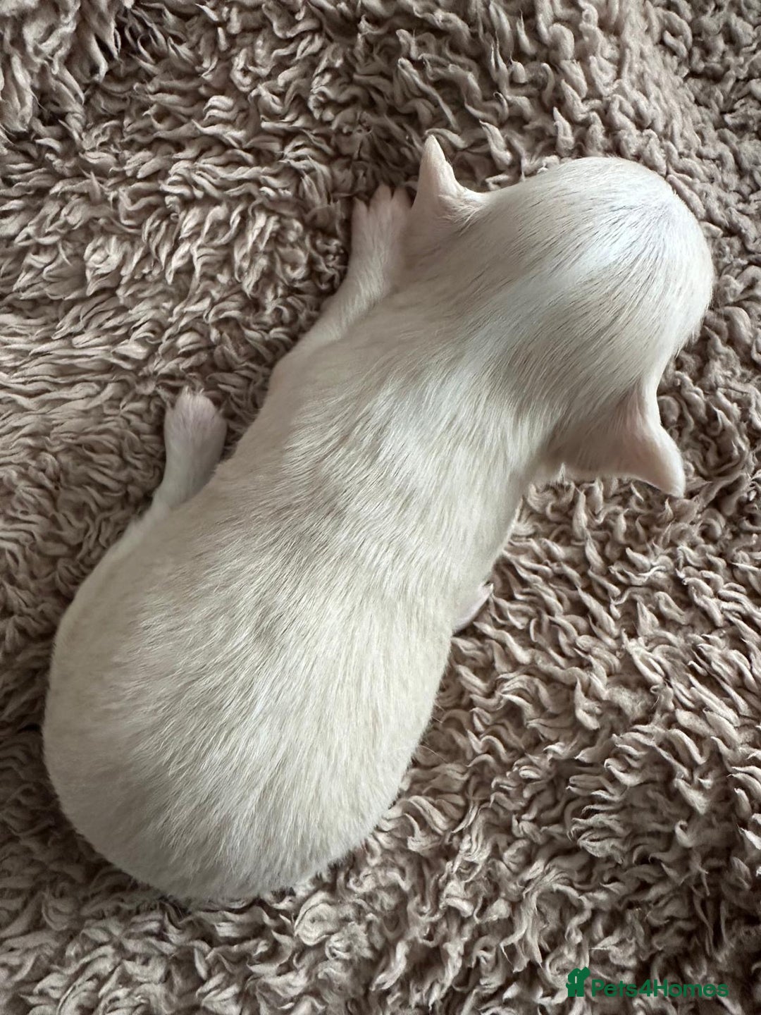 Chihuahua dogs for sale: 3 beautiful long haired Chihuahuas  - Image 8