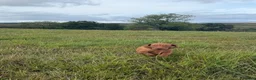 Hungarian Vizsla dogs for sale: KC Hungarian Vizsla Pups in Treharris - Advert 8