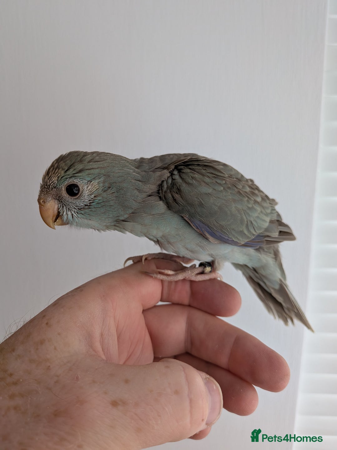 Parakeets birds for sale: Kakariki - Hand tame, ready to leave now - Image 6