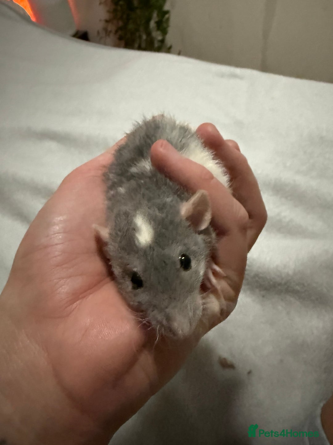 Rat rodents for sale: 4 male jumbo rats  - Advert 12