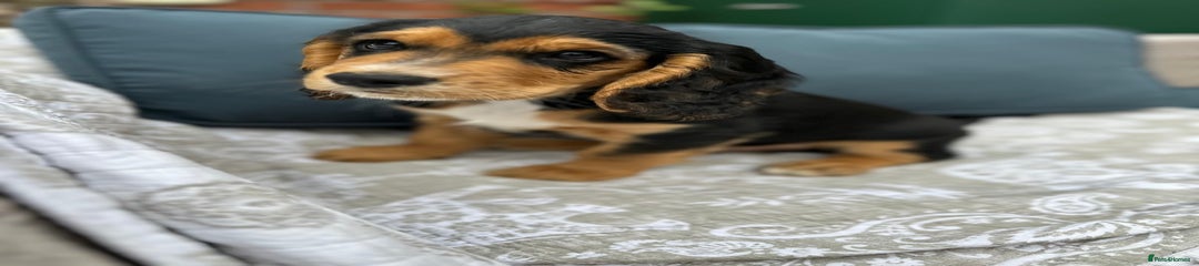 Cocker Spaniel Puppy 2