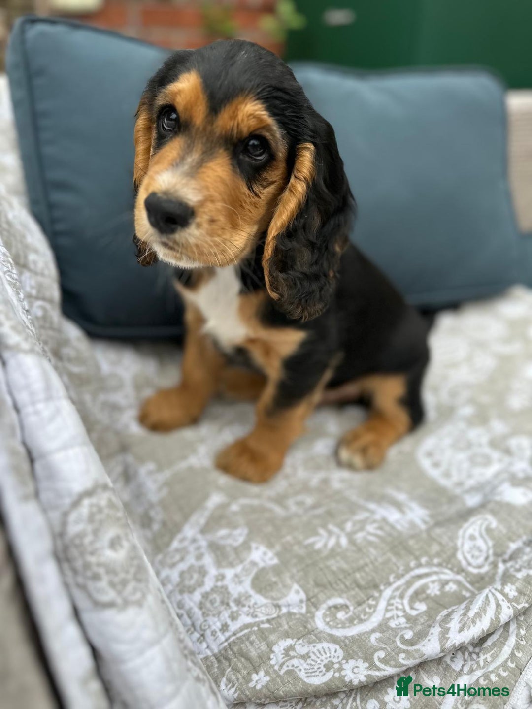 Cocker Spaniel dogs for sale: Stunning KC registered Working Cocker Spaniels  - Image 24
