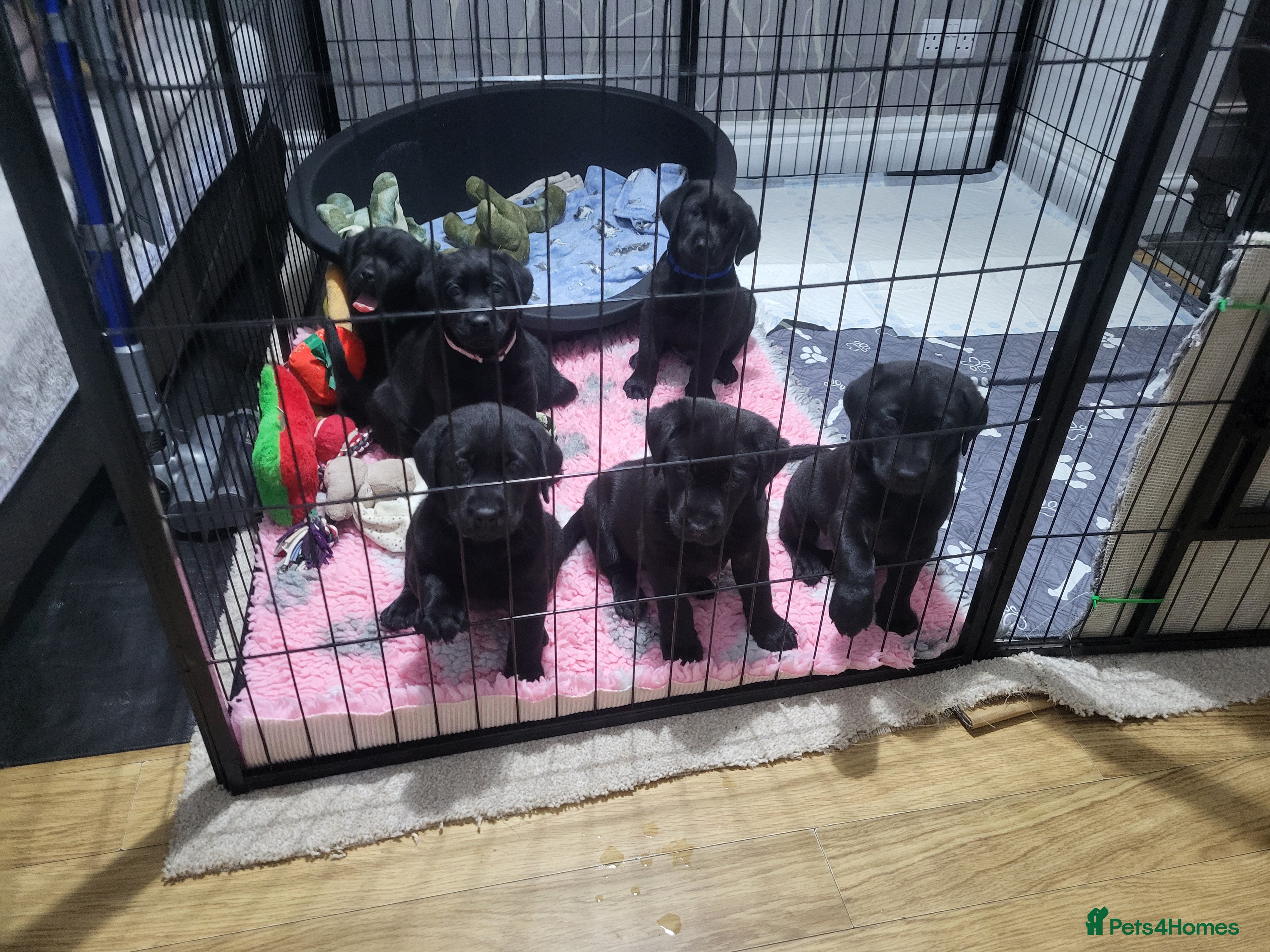 Labrador Retriever dogs Labrador puppies - Advert 9