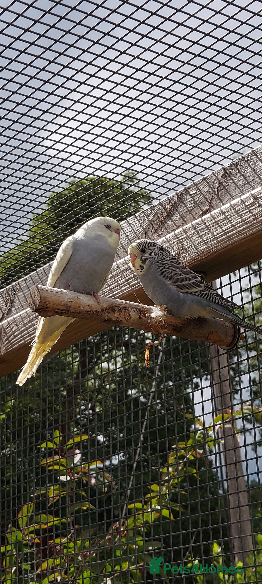 Budgerigars birds for sale: Baby Budgies In Warlingham (Ready 10th August) - Image 5