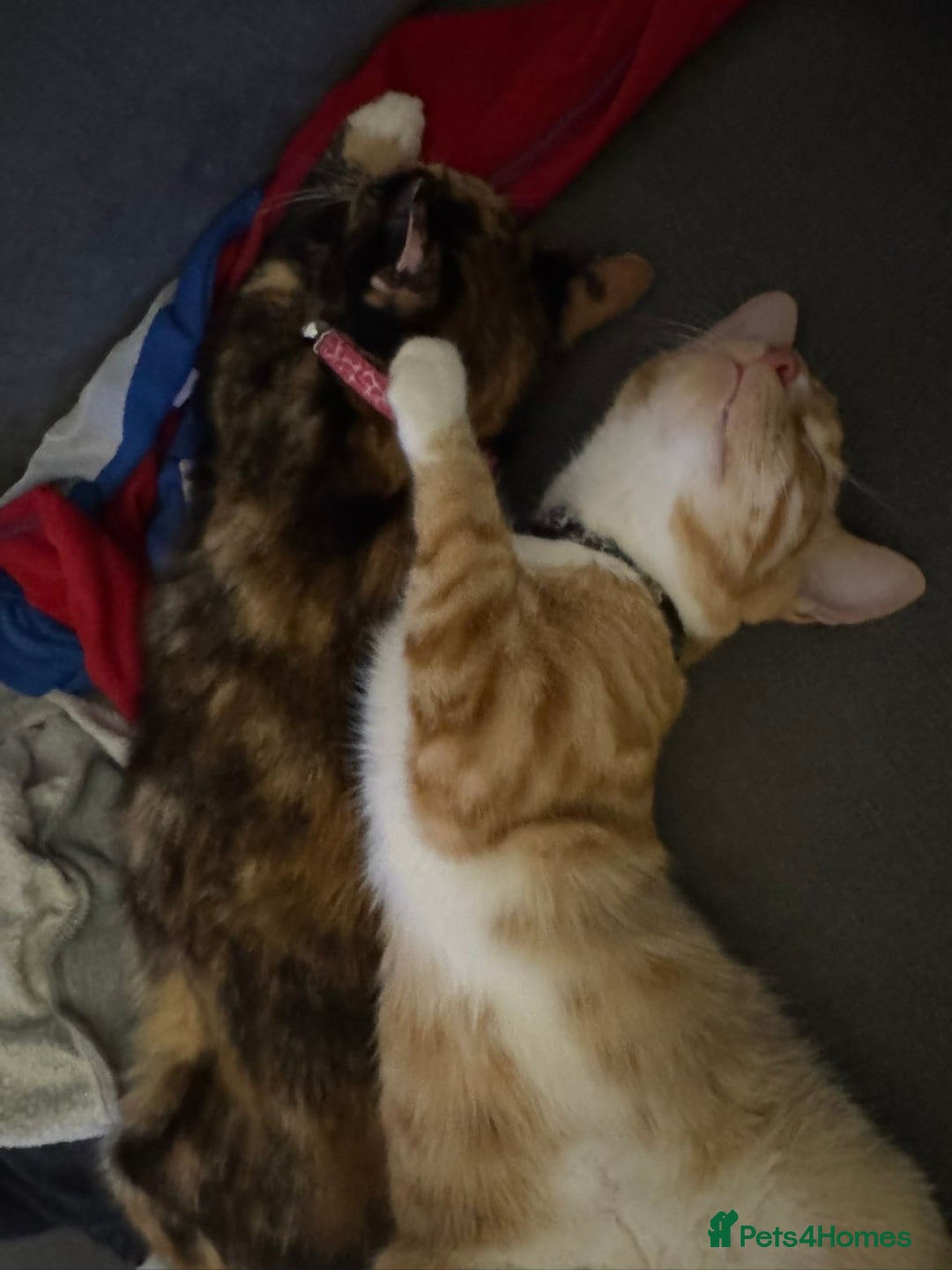 British Shorthair cats for sale: Ginny and Joey - Advert 2