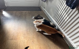 Domestic Shorthair cats for sale: 2 kittens looking for a good home  - Image 4