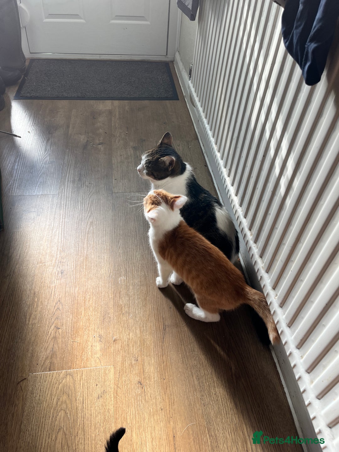 Domestic Shorthair cats for sale: 2 kittens looking for a good home  - Image 4