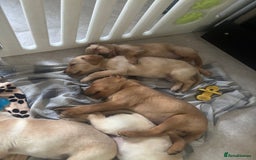 Labrador Retriever dogs for sale: Home bred working Labrador puppies - Image 35