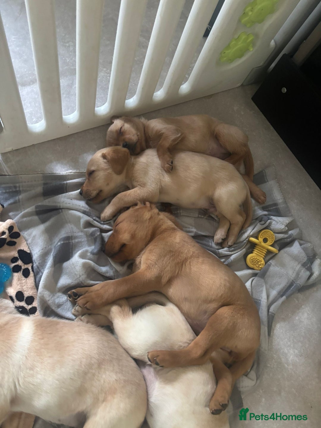 Labrador Retriever dogs for sale: Home bred working Labrador puppies - Image 35