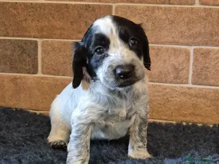Cocker Spaniel dogs Cocker spanial puppies JUST ONE BOY LEFT - Advert 4