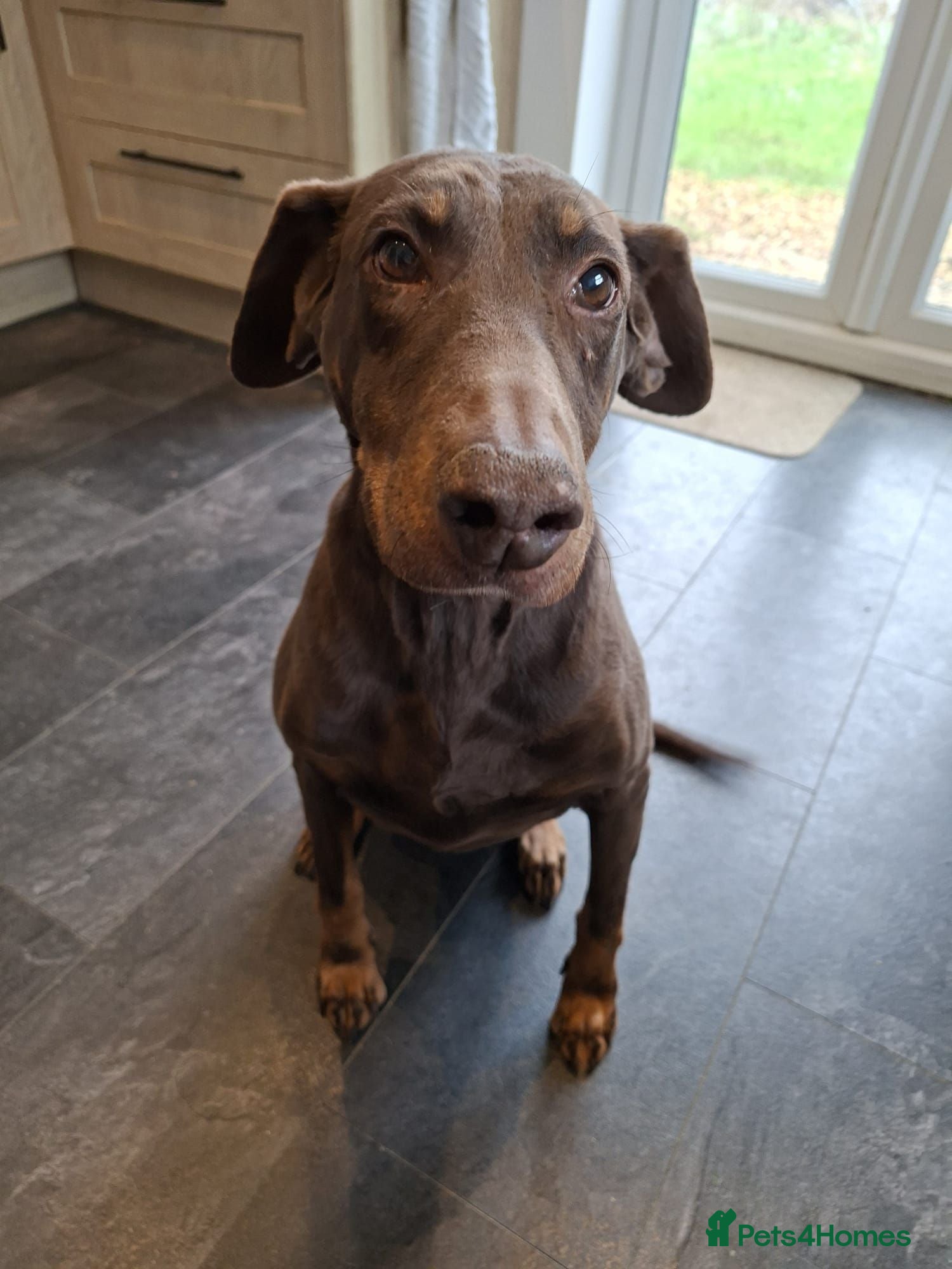 Dobermann dogs Rehoming Kitty - Advert 1