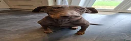 Dobermann dogs for sale: Rehoming Kitty - Advert 1