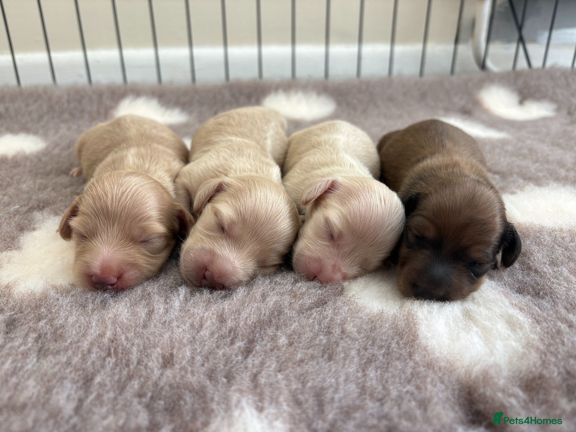 Miniature Dachshund dogs KC CREAM MINIATURE DACHSHUNDS🤍🐾 - Advert 1