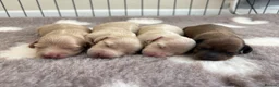 Miniature Dachshund dogs for sale: KC CREAM MINIATURE DACHSHUNDS🤍🐾 - Advert 1