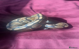 Python Snake reptiles for sale: 150 baby clown python  - Image 2