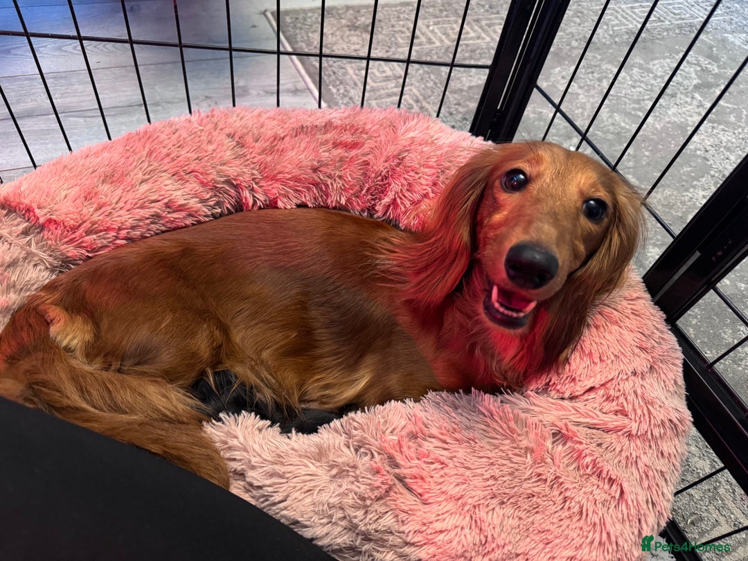 Dachshund dogs for sale: Miniature long hair dachshunds - Image 23