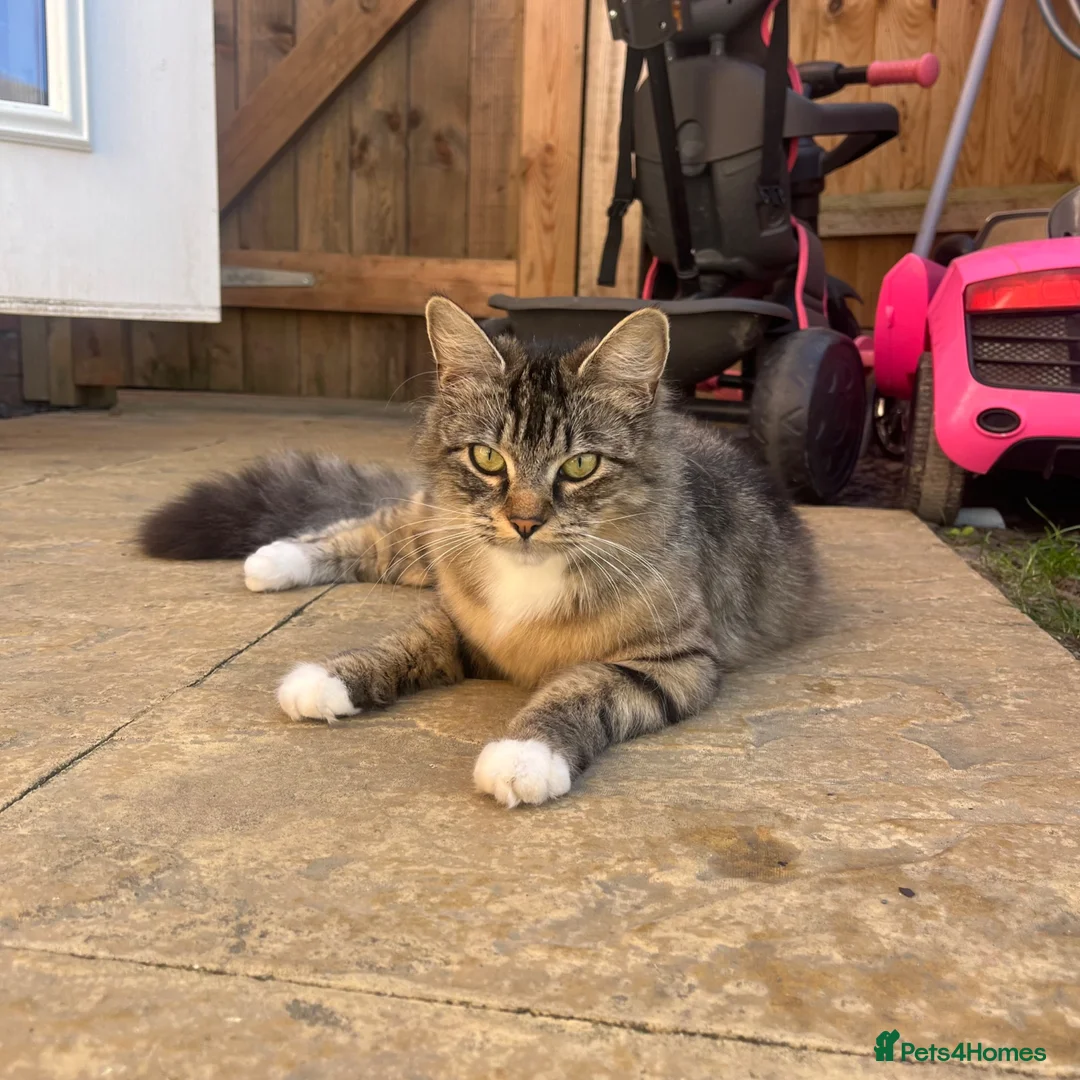 Maine Coon cats for sale: Gorgeous boys looking for their forever homes - Advert 9