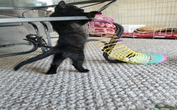 British Shorthair cats for sale: Beautiful male British short hair cross kittens  - Image 2